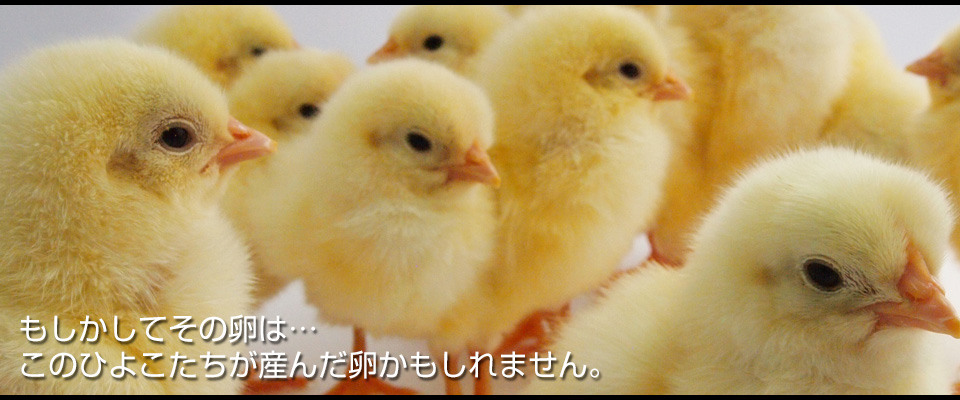 株式会社i ひよこ 新潟県 種鶏の育成 採卵鶏の雛販売