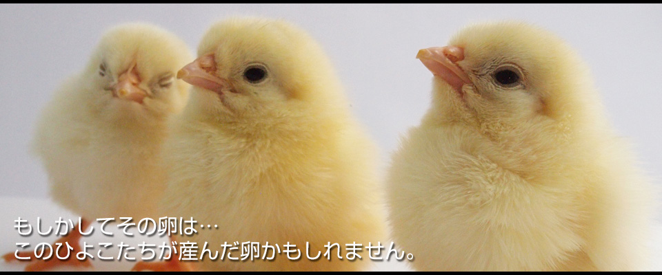 株式会社i ひよこ 新潟県 種鶏の育成 採卵鶏の雛販売 株式会社i ひよこ 新潟県 種鶏の育成 採卵鶏の雛販売