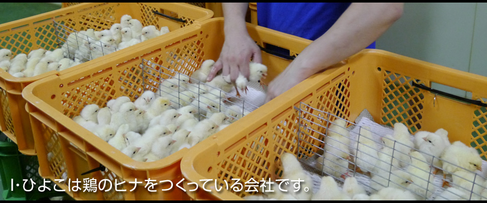 株式会社i ひよこ 新潟県 種鶏の育成 採卵鶏の雛販売 株式会社i ひよこ 新潟県 種鶏の育成 採卵鶏の雛販売