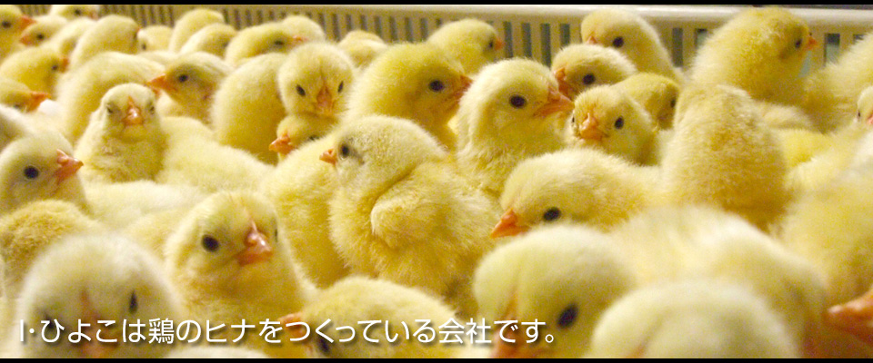 I・ひよこは鶏のヒナをつくっている会社です。