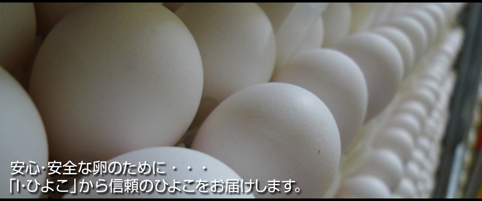 株式会社i ひよこ 新潟県 種鶏の育成 採卵鶏の雛販売